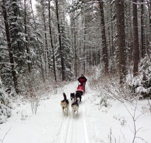 With White Wilderness Dog Sled Adventures.